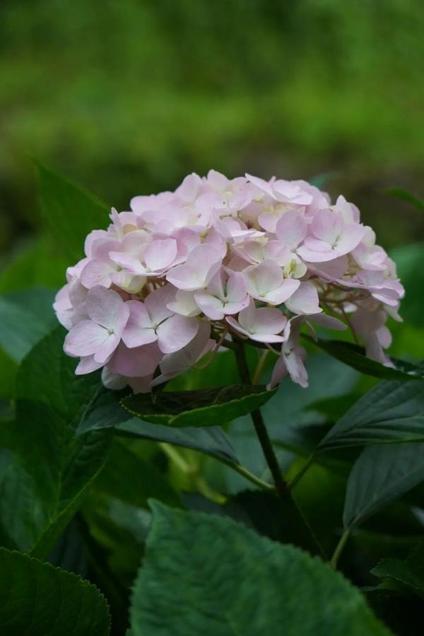花溪谷上万株绣球肆意绽放，各色花团簇拥盛放，清新治愈，夏日浪漫氛围感直接拉满，随手一拍都是无需滤镜的大片。