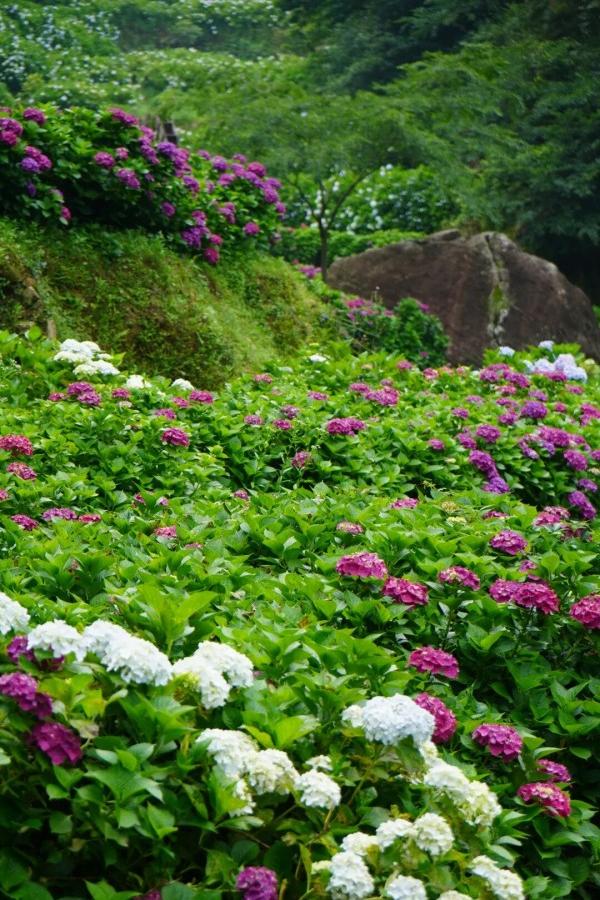 鼓岭花溪谷上万株绣球花盛开，成为初夏社交平台上的“顶流”美景。