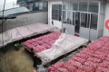 9岁姐姐带7岁弟弟暴雨抢盖1万斤大蒜 孩子妈妈：突然感觉孩子长大了