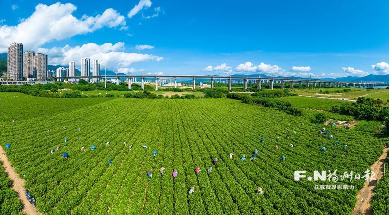 福州乡村产业拔节生长