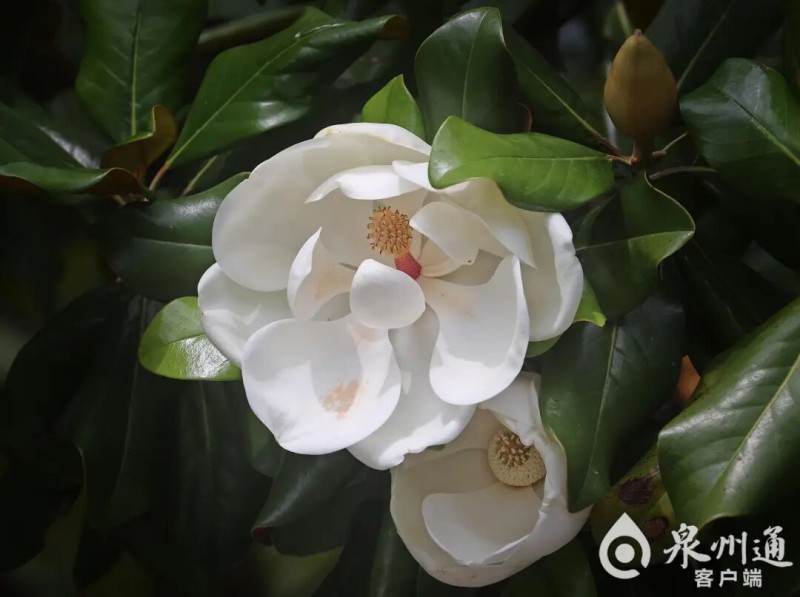 宛如一朵莲花镶嵌在翠绿的叶片上