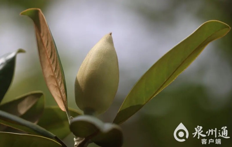 含苞待放的荷花玉兰