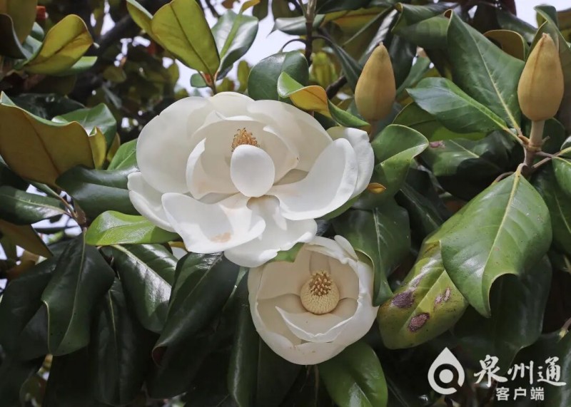 一株荷花玉兰长势葱茏，莹白温润的花瓣层层舒展