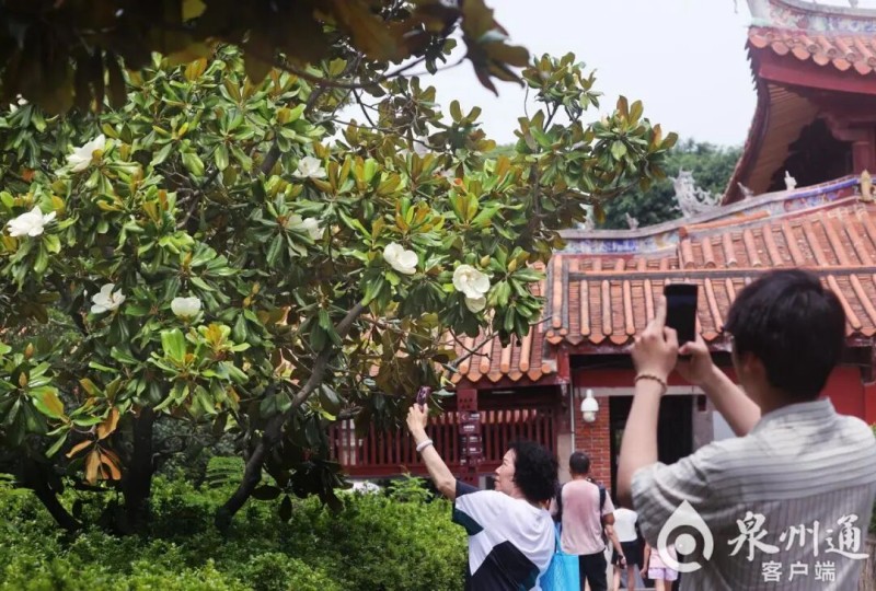 初夏时节，泉州开元寺的荷花玉兰盛开，为古寺增添了洁白淡雅的色彩，吸引游客驻足打卡拍照。