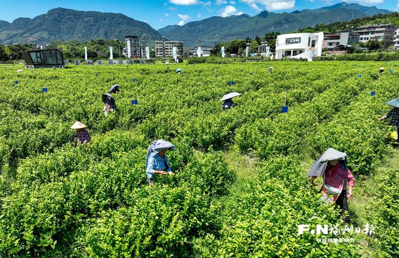 实干绘就振兴画卷 奋进谱写富民新篇——福州推进乡村全面振兴观察