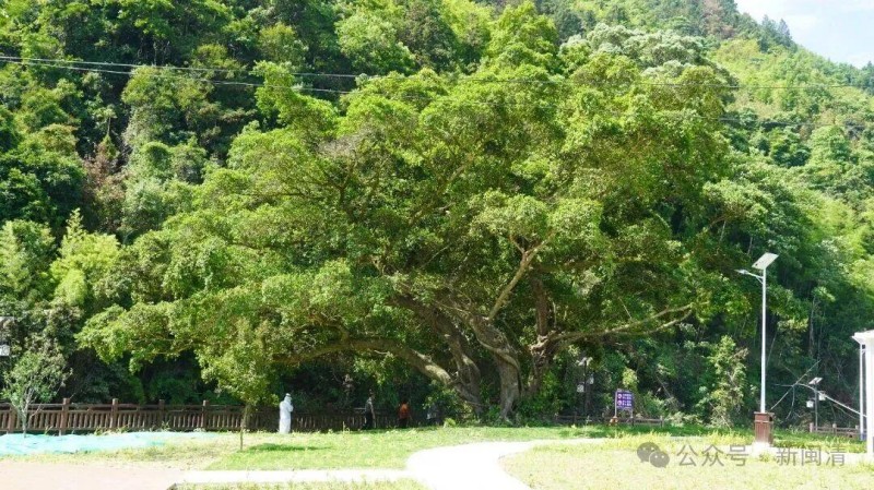 走进村口，沿溪而上，一片开阔的草坪映入眼帘——这就是刚刚建成、进入试运行的北山洋野营基地。