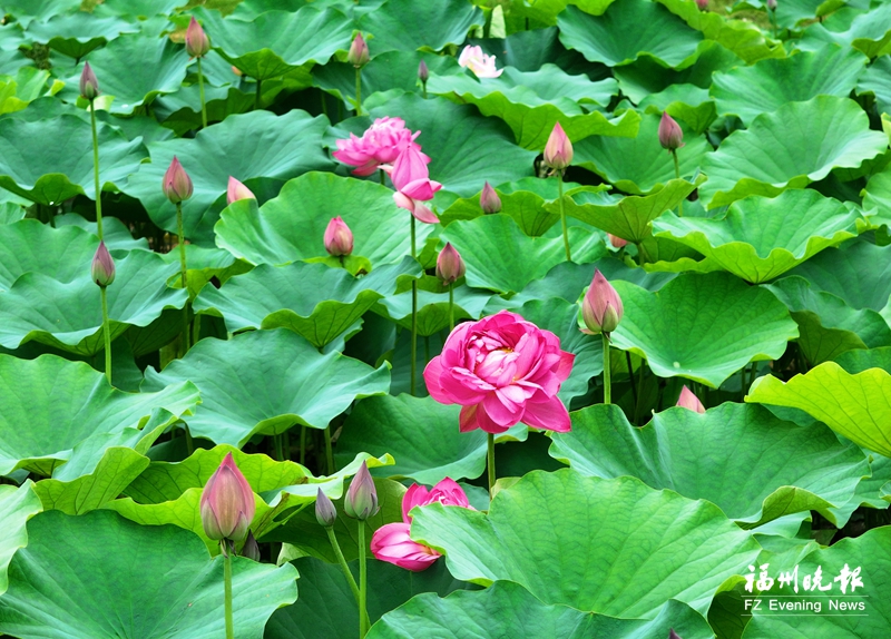 福州金山公园近60种荷花盛放 千瓣莲超惊艳