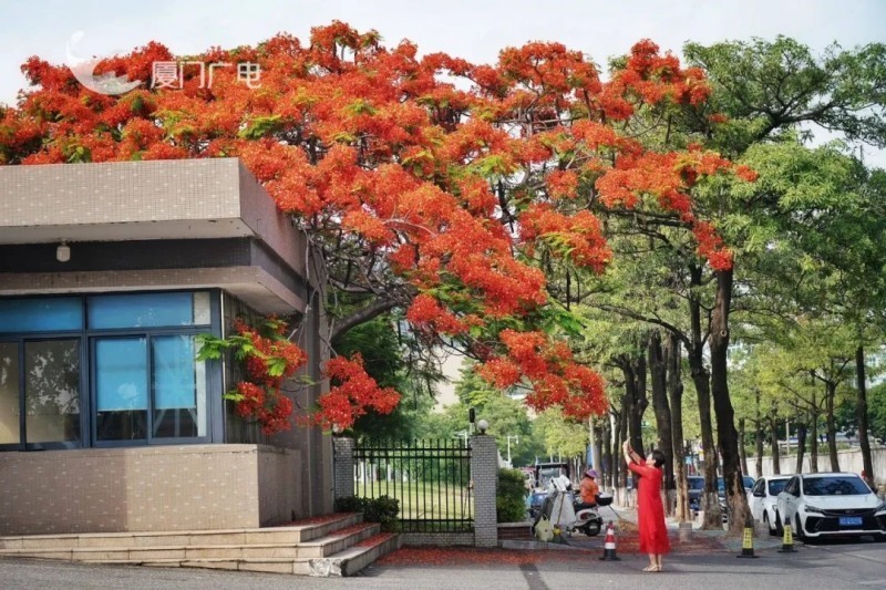 一抹抹耀眼的“凤凰红”吸引不少市民游客拍照打卡。厦门广电拍客 装仙 摄