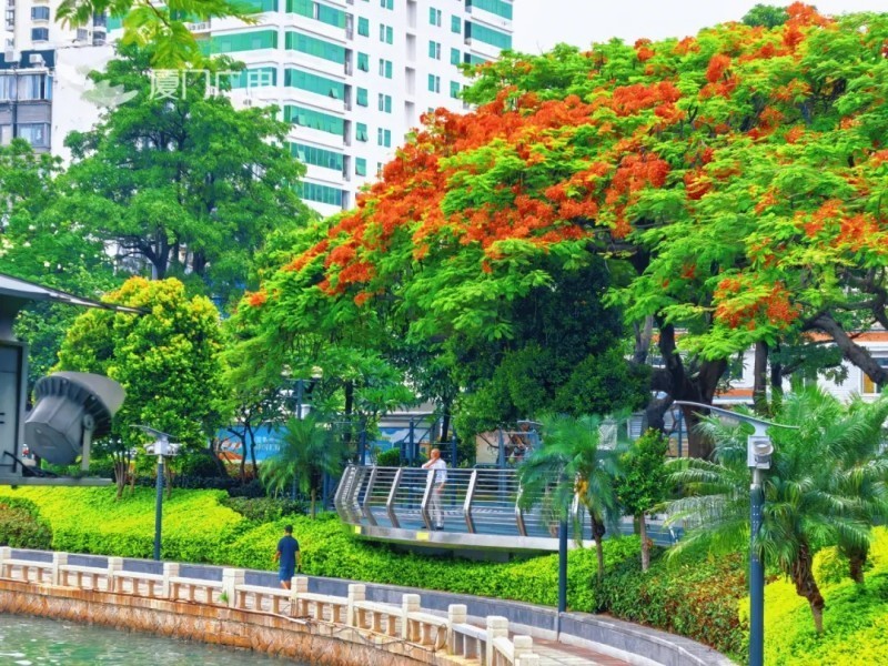 筼筜湖畔凤凰花开。厦门广电拍客 芸熙奇迹 摄