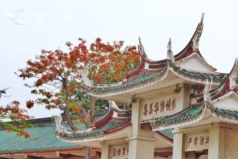 当凤凰花遇见嘉庚建筑，满树红花如霞似锦为闽南特色建筑增添诸多韵味。厦门广电拍客 装仙 摄