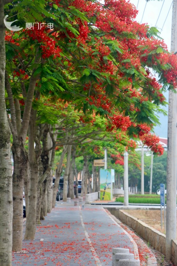 在海沧区东孚杨厝路，连绵成片的凤凰花与道路相融相生。厦门广电拍客 H·Feng 摄