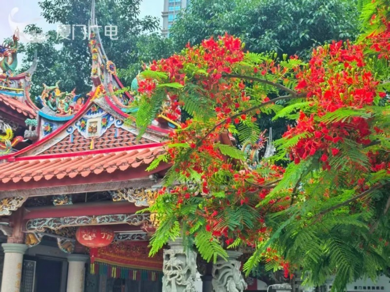 当凤凰花遇见嘉庚建筑。厦门广电拍客 明月清风 摄