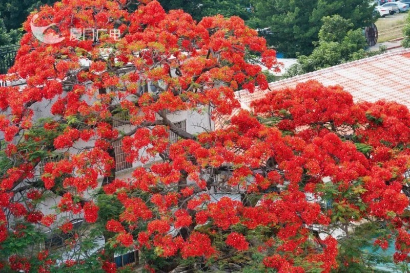 厦门街头的凤凰花热烈绽放，蔓延成明艳的风景。厦门广电拍客 秀秀 摄
