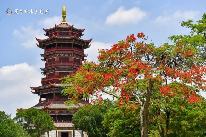澳门园落羽杉林水域旁穿上“红衣”的凤凰木如纷飞的彩蝶。厦门园林博览苑供图