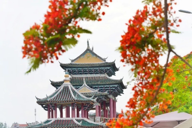 当凤凰花遇见嘉庚建筑。庄莉红 摄