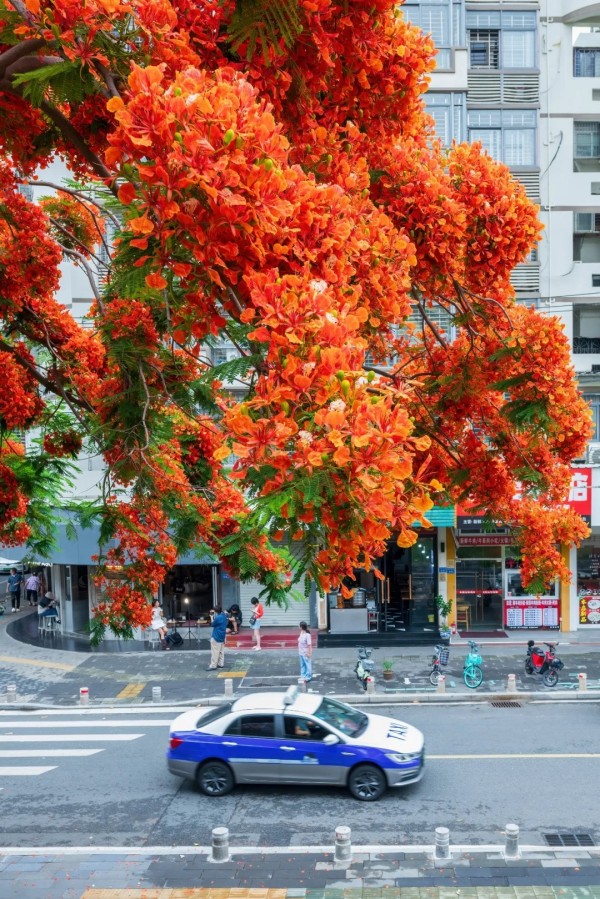 张瑜军 摄
