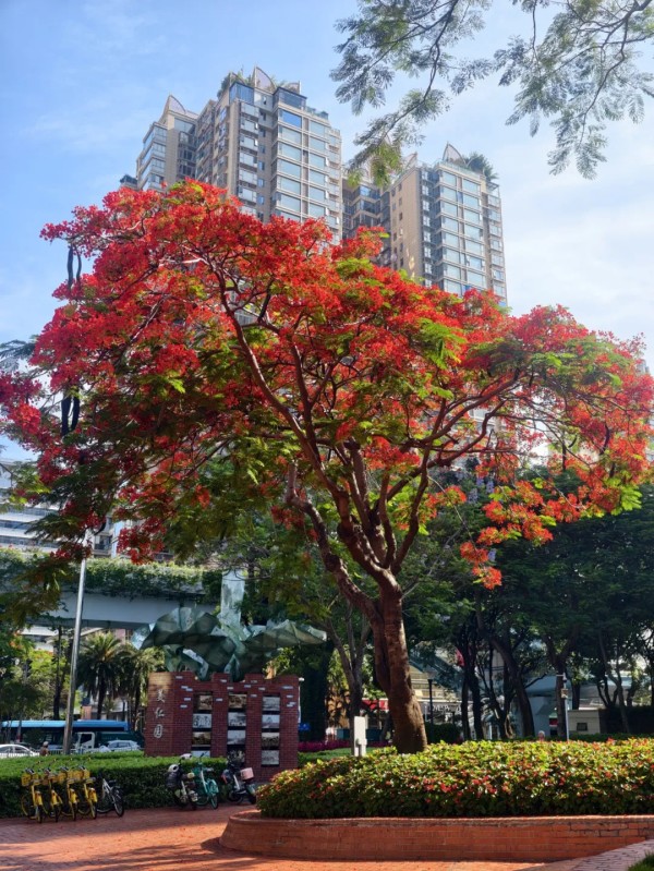 美仁园内，凤凰木花开极盛，见花不见叶，出圈爆红，近距离拍照超出片。叶伟华 摄
