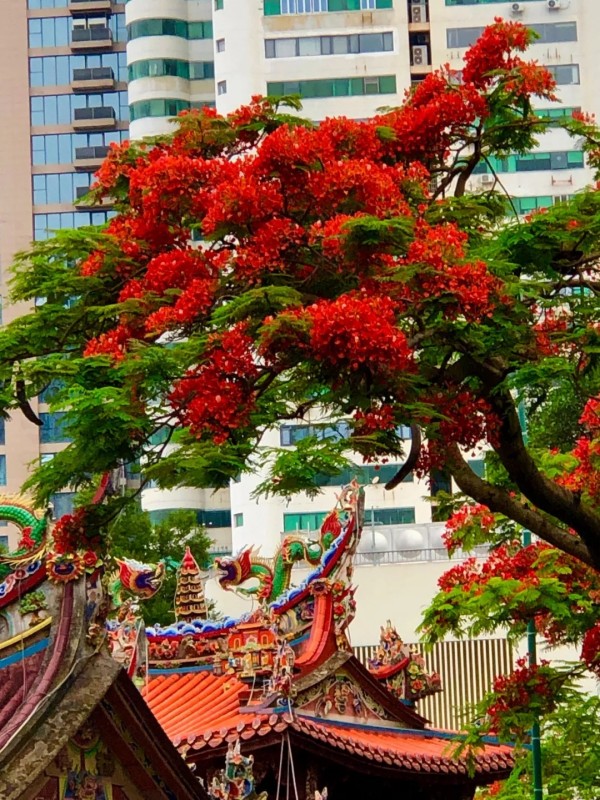 厦门街头的凤凰花绽放。徐光辉 摄