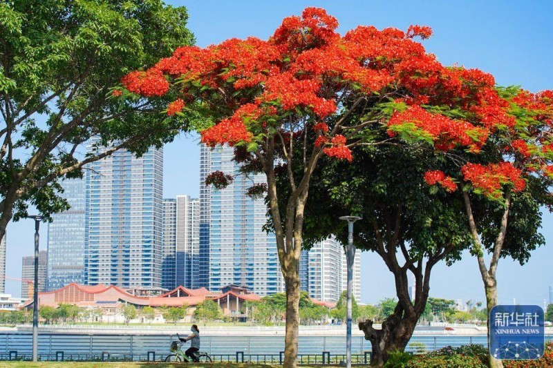 福建厦门海沧街头的凤凰花绽放（5月27日摄）。
