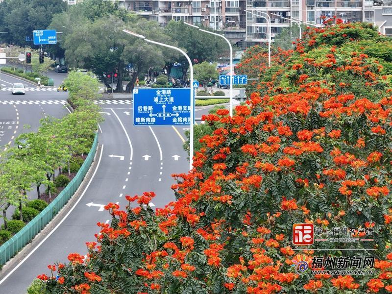 金洲南路边的火焰木。记者 包华 摄