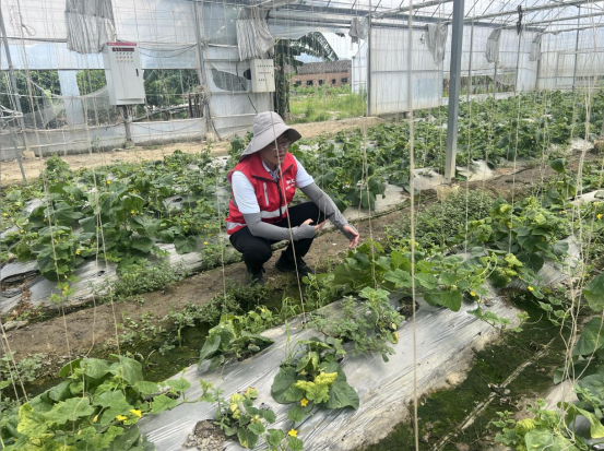 人保财险福州市分公司：烈日蒸棚汗如雨 查勘护农不停歇