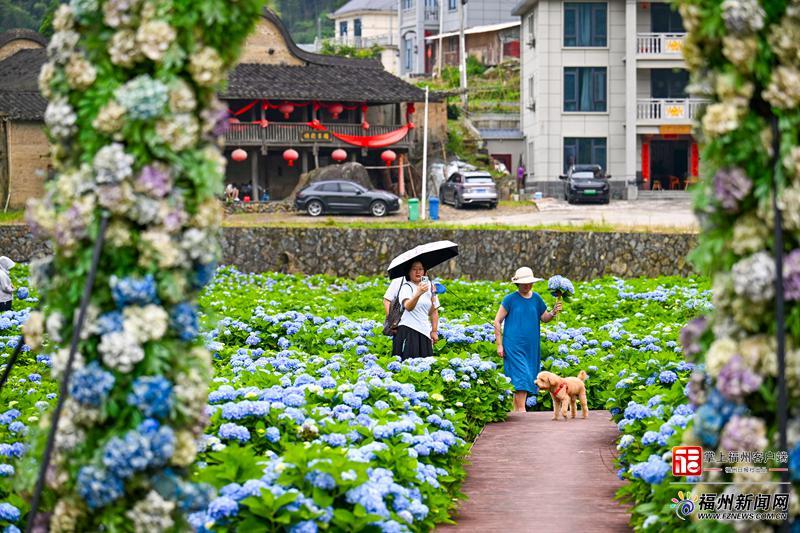在闽侯绣山花谷，遇见“蓝色”的夏天