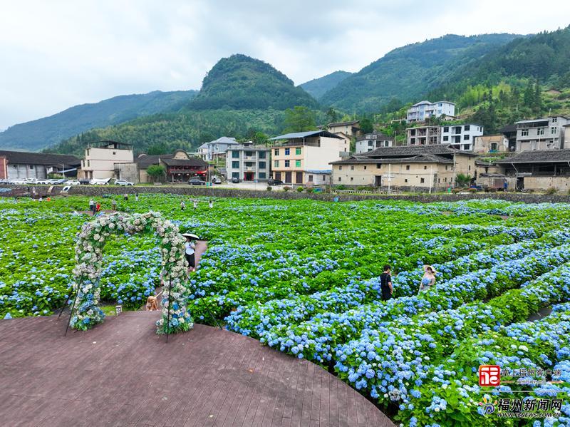 在闽侯绣山花谷，遇见“蓝色”的夏天