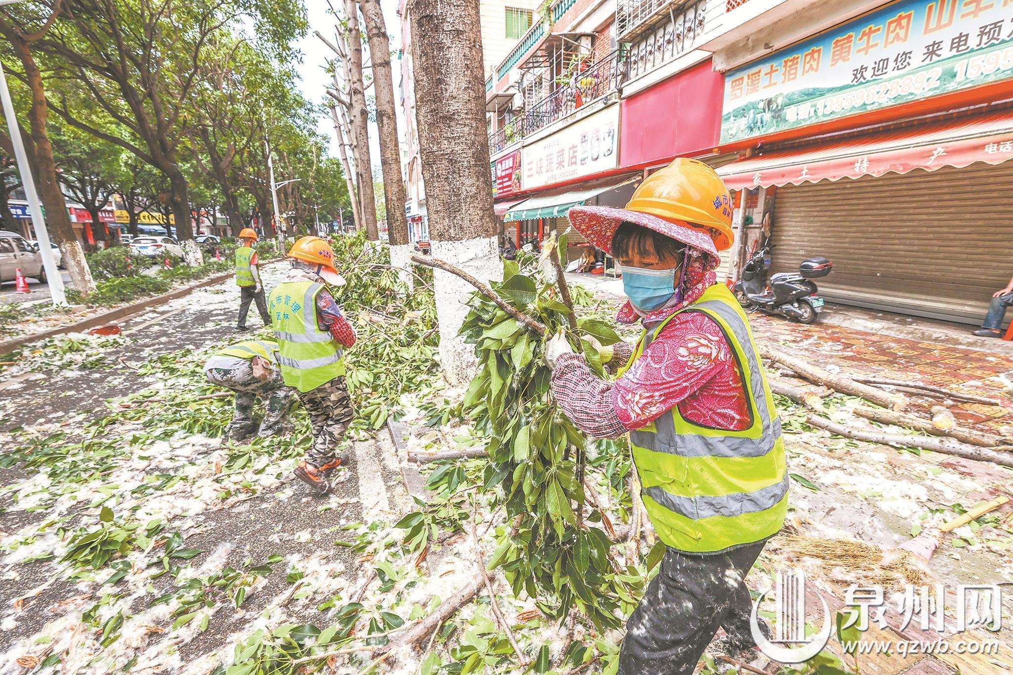 泉州市城管局开展木棉树修剪作业 修枝控高减少棉絮纷飞