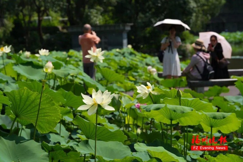 茶亭公园荷花绽放。记者 包华 摄