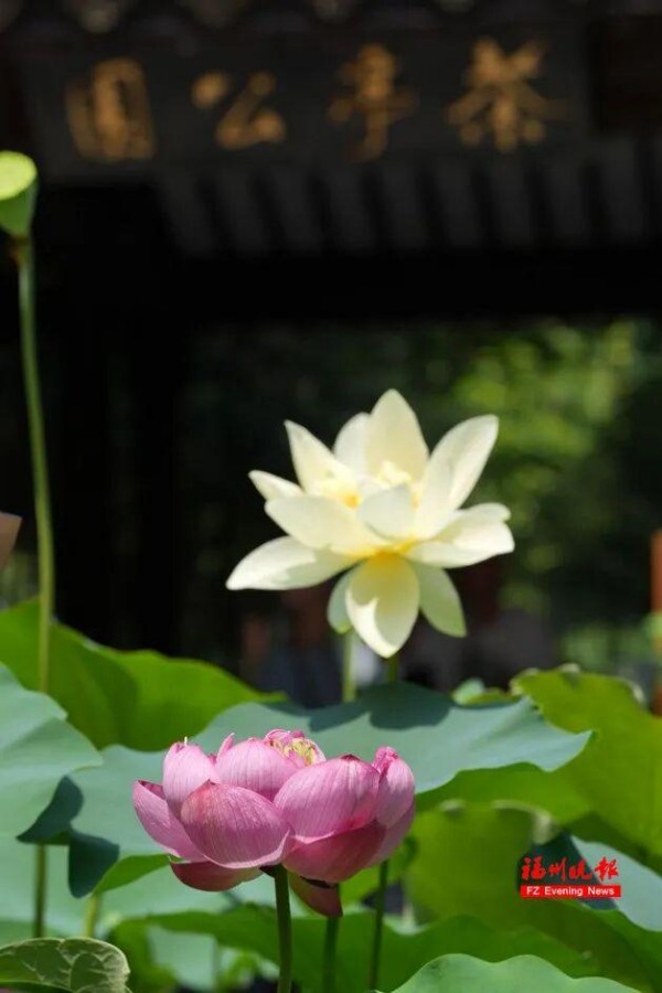 茶亭公园荷花绽放。记者 包华 摄