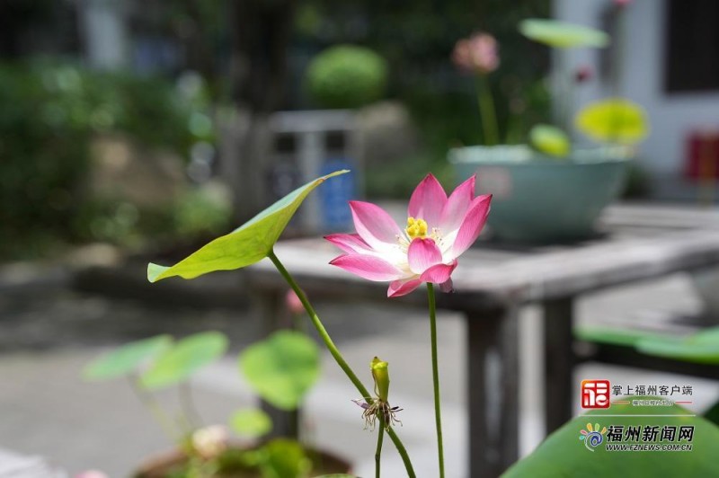 茶亭公园荷花绽放。记者 包华 摄