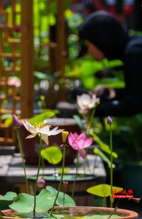 5月30日，茶亭公园第26届荷花展正式拉开帷幕，本届荷花展以园内5000平方米的荷塘为主展区。记者 包华 摄