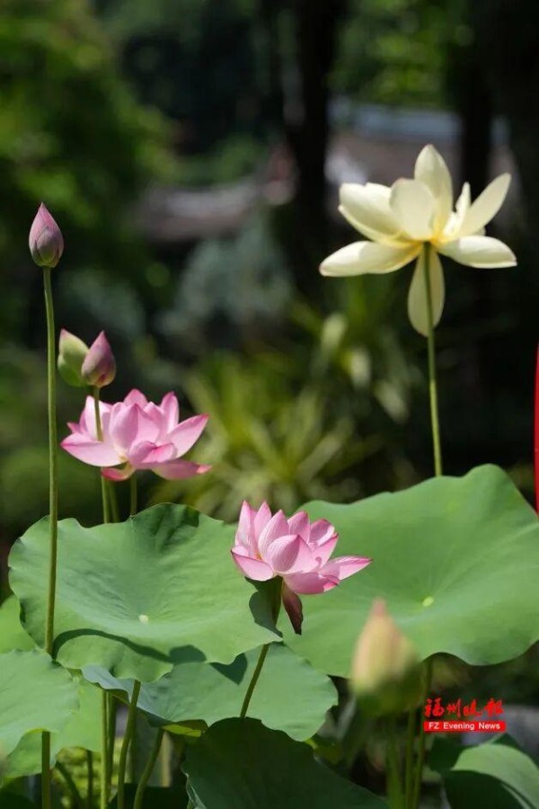 茶亭公园荷花绽放。记者 包华 摄