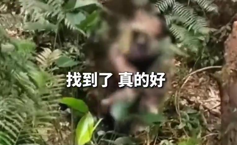 男童走失13天后被警犬找到 身体状况无大碍