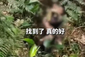男童走失13天后被警犬找到 身体状况无大碍