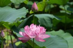 夏日顶流！地铁直达！快来福州茶亭公园打卡！