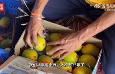 印度热得芒果直接在树上腐烂了 产量出现断崖式下跌