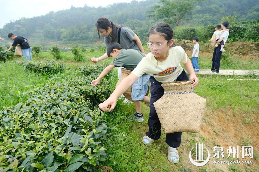 来泉州“呷”茶 沉浸式茶旅丰富多元