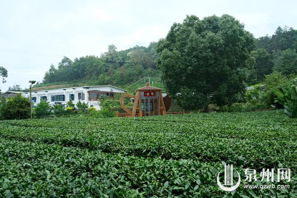 来泉州“呷”茶 沉浸式茶旅丰富多元