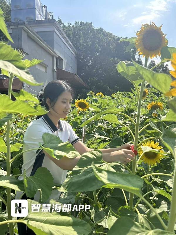 向日葵“空中花海” 祝高三考生“一举夺魁”！福州格致中学楼顶600余株向日葵盛放
