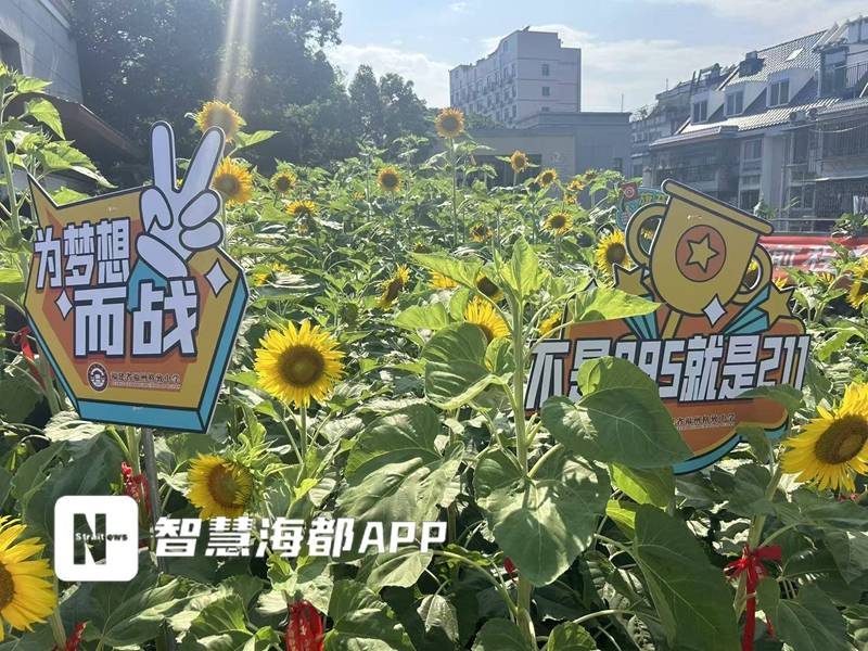 向日葵“空中花海” 祝高三考生“一举夺魁”！福州格致中学楼顶600余株向日葵盛放