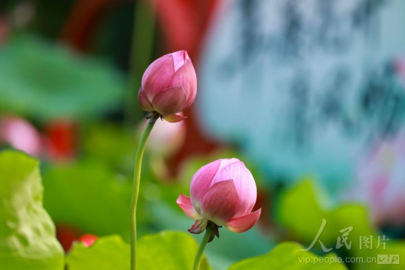 茶亭公园内的荷花竞相绽放。
