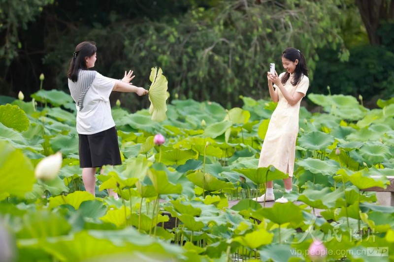 茶亭公园内的荷花竞相绽放。