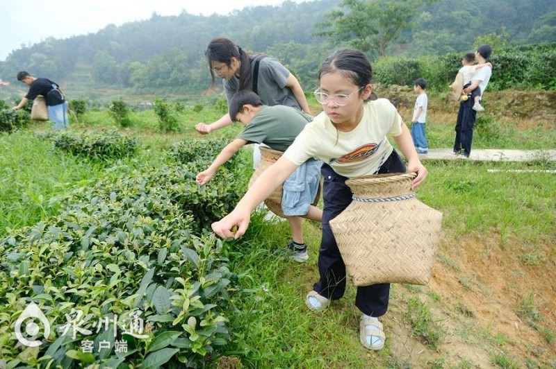 游客走进安溪茶庄园，体验采茶。（杜冰莹 摄）