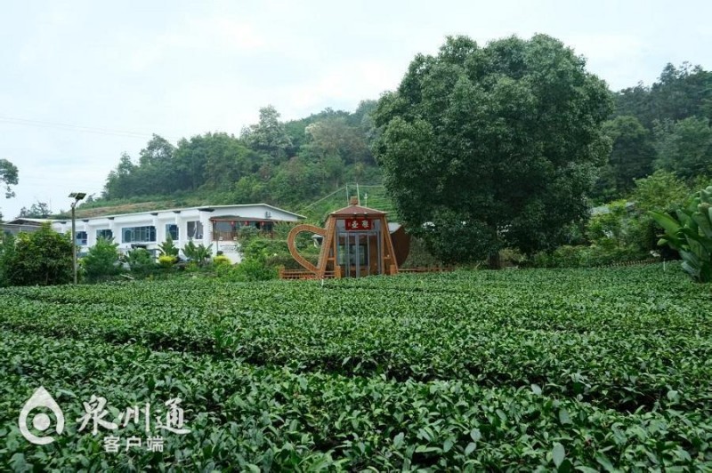 安溪茶园向游客敞开大门，图为大宝峰茶庄园。（杜冰莹 摄）