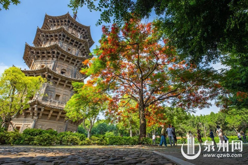 近日，泉州开元寺东西塔附近的凤凰树迎来盛花期，满树橙红繁花密密缀满枝头，与古朴的石塔相映成趣，描绘出独属于古城的浪漫景致。（融媒体记者 陈起拓 陈淑华 摄）