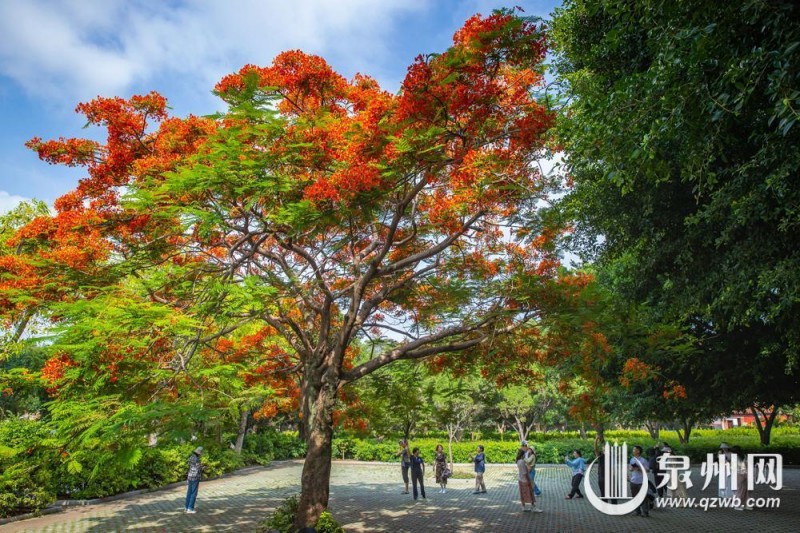 绚烂花景吸引市民、游客驻足观赏、拍照，在古韵与繁花相融的美景里尽享惬意时光。（融媒体记者 陈起拓 陈淑华 摄）