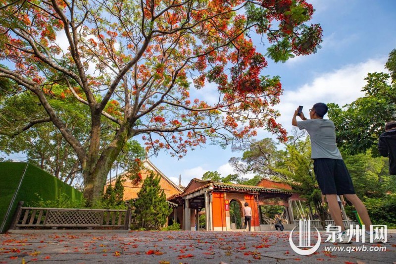 绚烂花景吸引市民、游客驻足观赏、拍照，在古韵与繁花相融的美景里尽享惬意时光。（融媒体记者 陈起拓 陈淑华 摄）