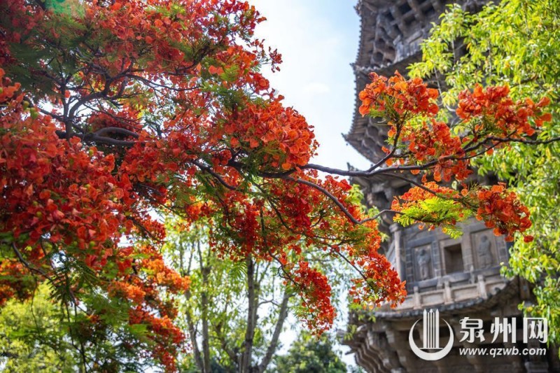 近日，泉州开元寺东西塔附近的凤凰树迎来盛花期，满树橙红繁花密密缀满枝头，与古朴的石塔相映成趣，描绘出独属于古城的浪漫景致。（融媒体记者 陈起拓 陈淑华 摄）