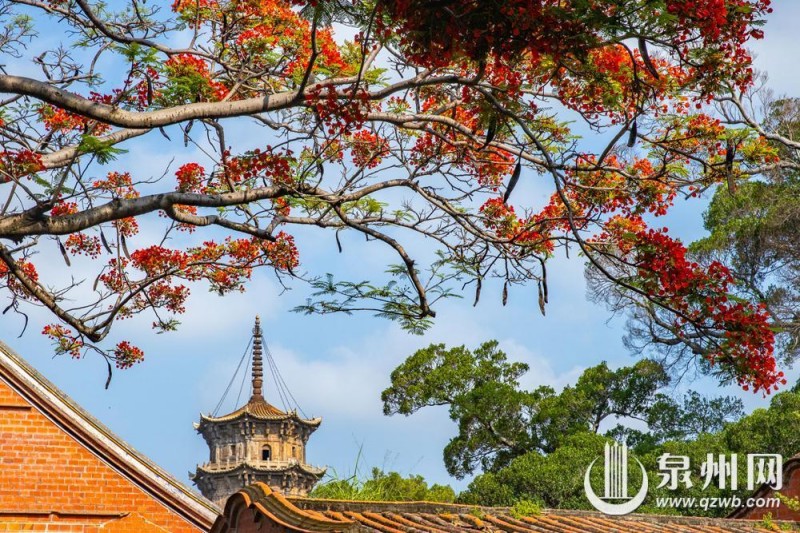 近日，泉州开元寺东西塔附近的凤凰树迎来盛花期，满树橙红繁花密密缀满枝头，与古朴的石塔相映成趣，描绘出独属于古城的浪漫景致。（融媒体记者 陈起拓 陈淑华 摄）